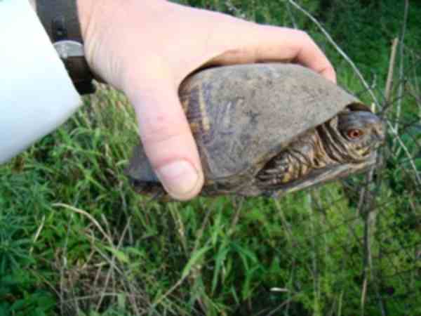 small box turtle 