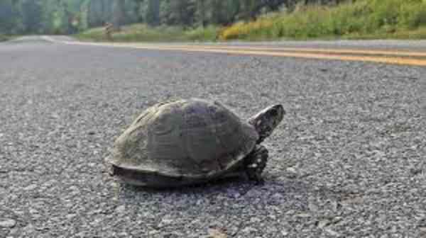box turtles on road