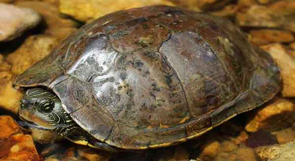 Arkansas box turtle