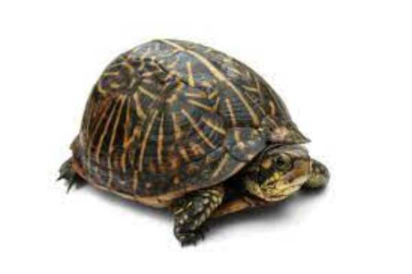 box turtles image