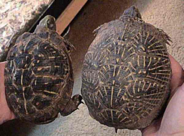 2 box turtles 