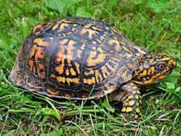 box turtles in open
