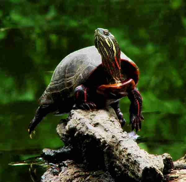 box turtles in michigan on tree
