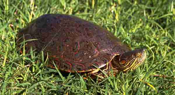 box turtles in open