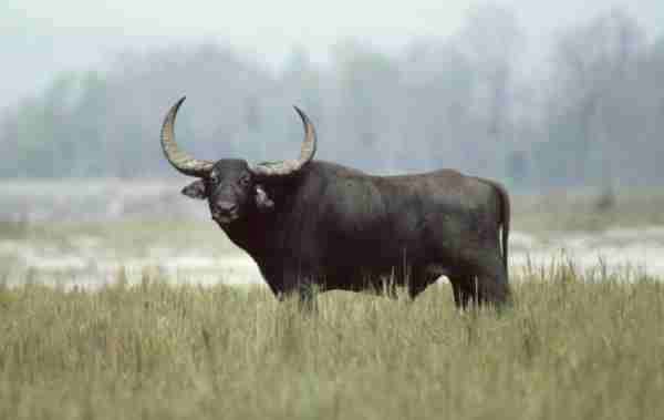 buffalo standing