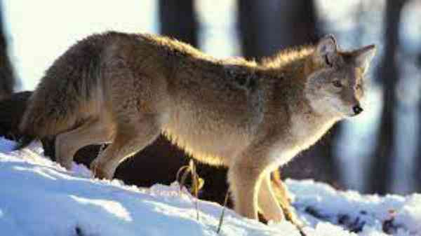 coyotes in alaska