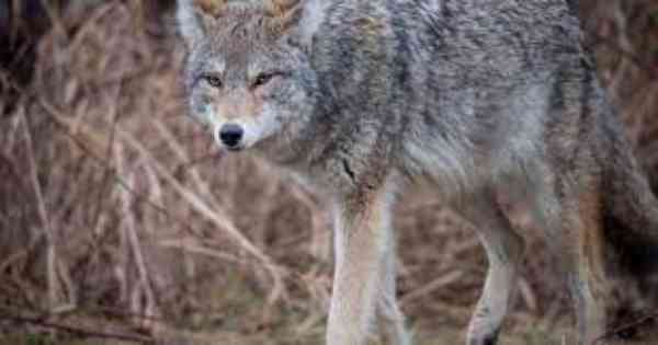 coyotes in wild