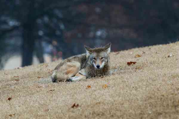 coyotes resting
