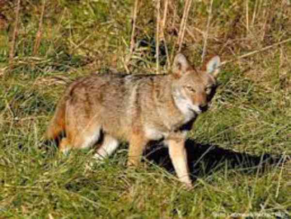 coyotes in wild