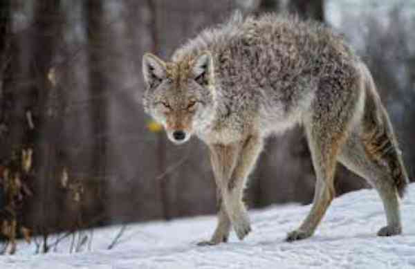 trapping coyotes