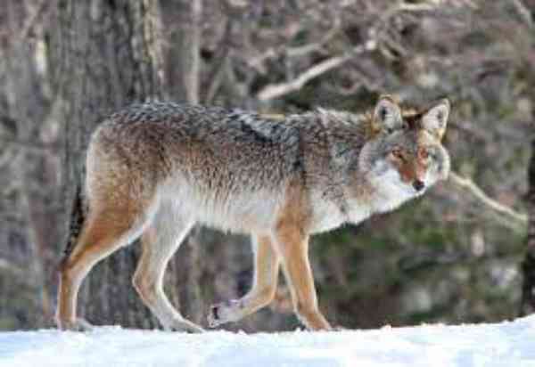 coyotes in snow
