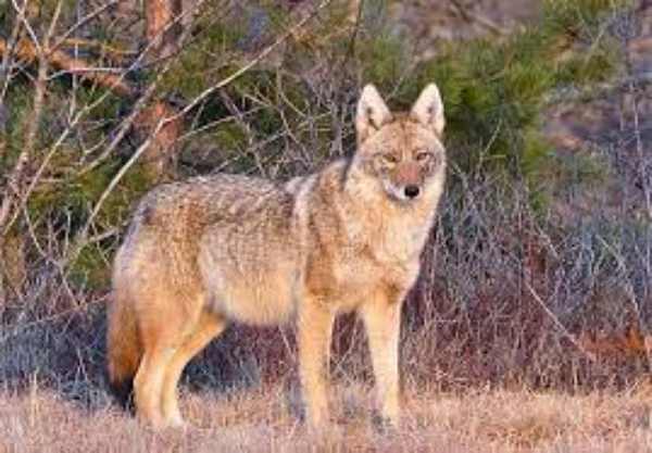 coyotes in new jersey