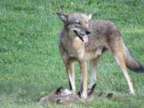 coyotes with prey
