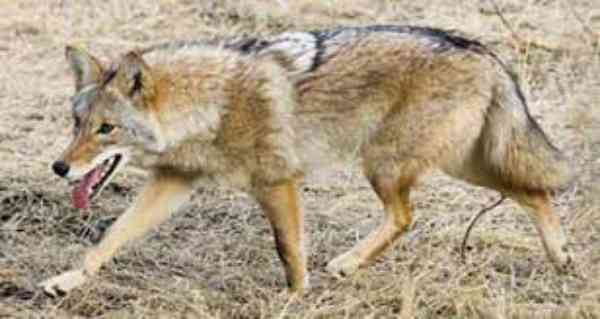coyotes reproduction