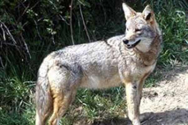 What Animals Eats Coyotes