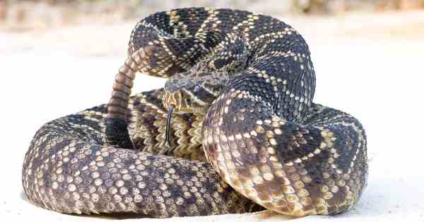 eastern diamondback rattlesnakes in open