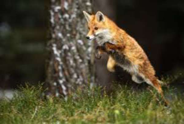 fox jumping
