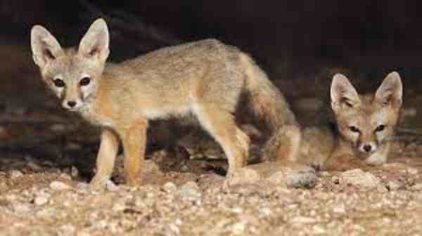 fox baby