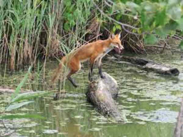 fox in water