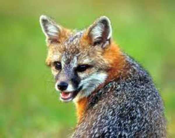 why do foxes laugh