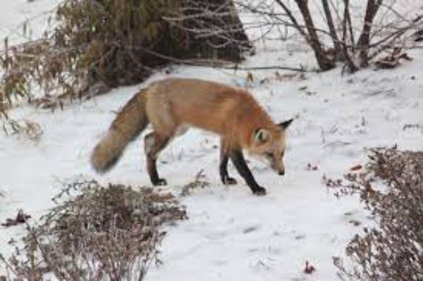fox in snow
