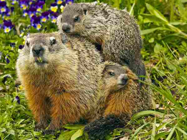 groundhog family