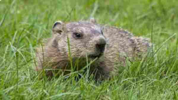 groundhogs in tennessee 