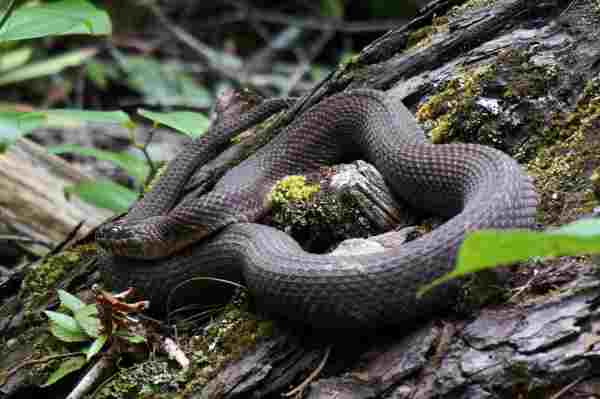 midland water snake 