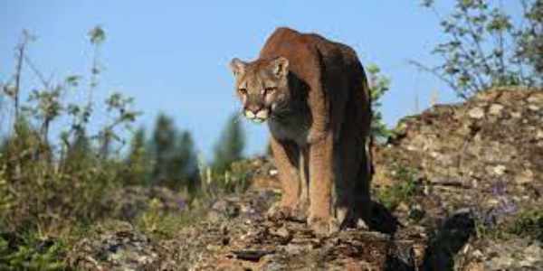  Dangerous Animals in Big Bend National Park