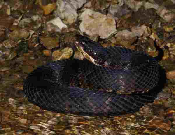Eastern Cottonmouth 