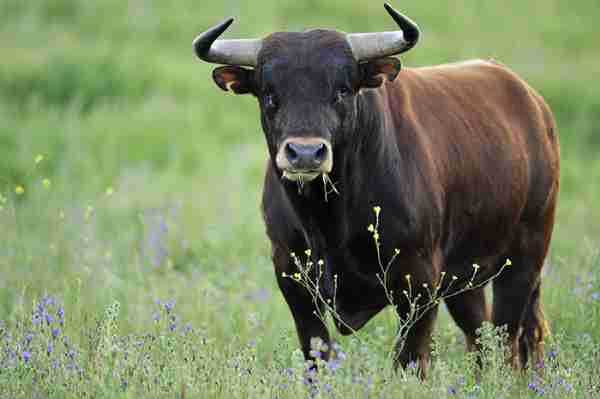 buffalo Vs ox