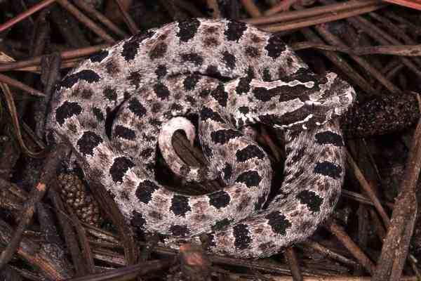 pygmy rattlesnakes