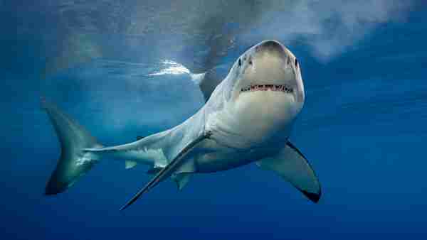  Biggest Great White Shark