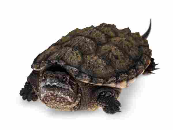 snapping turtle image