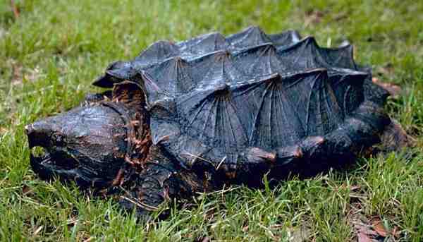 snapping turtle in open