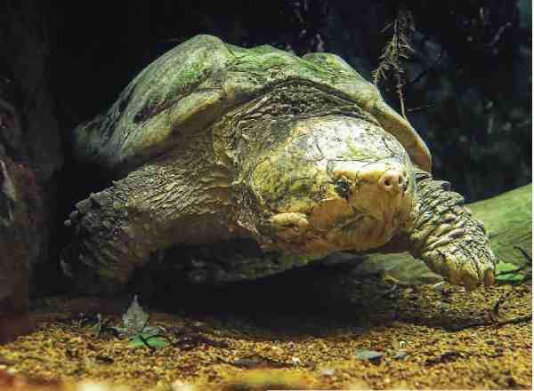 snapping turtle in water