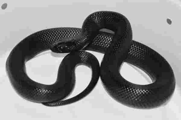 black snakes in pennsylvania