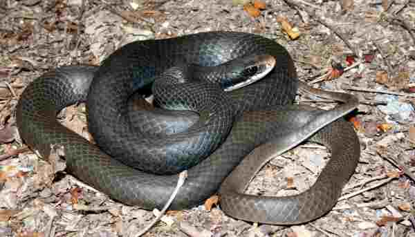 the black racer snake