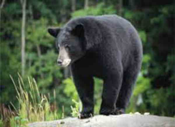 black bears in wild