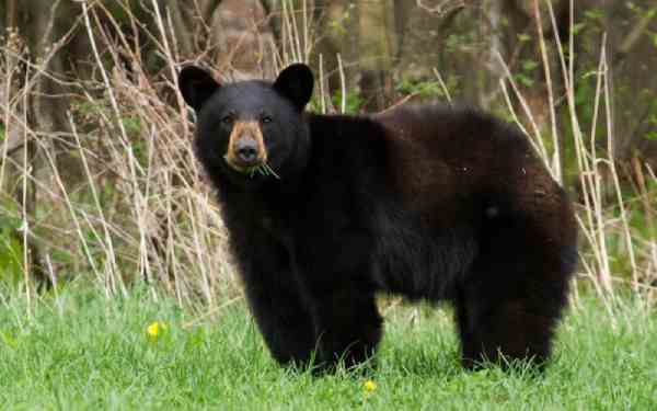 Bears in Georgia