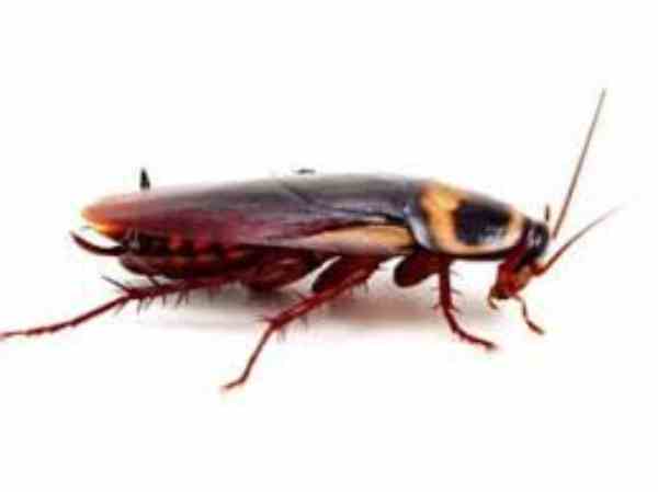 cockroaches in arizona