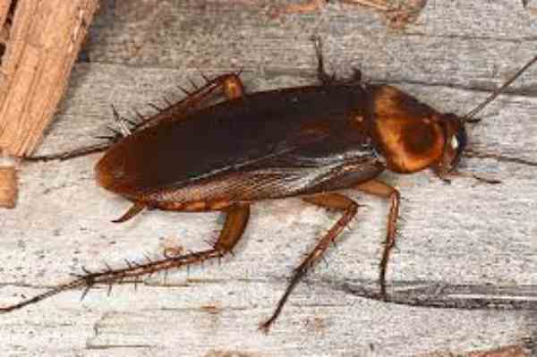 florida Cockroaches