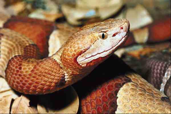 Copperhead Snakes