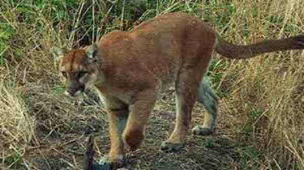 cougars in Ohio