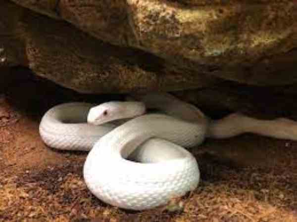 Leucistic Texas Rat Snake 