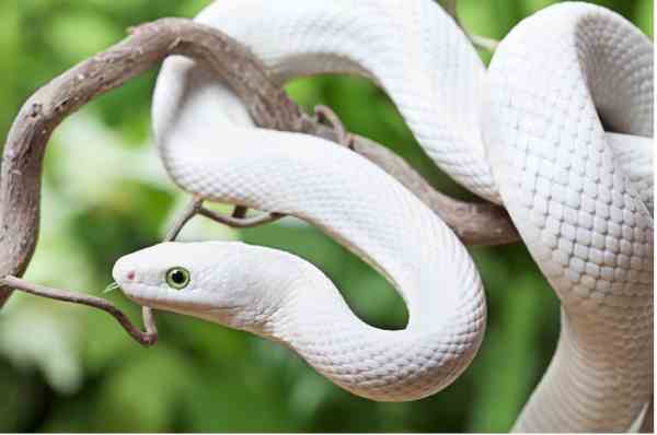 Leucistic Rat Snake