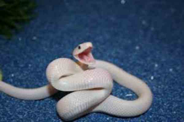 Leucistic Snake