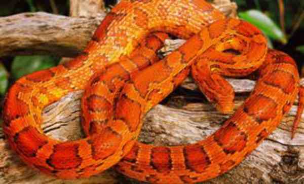 Red Rat Snake Florida
