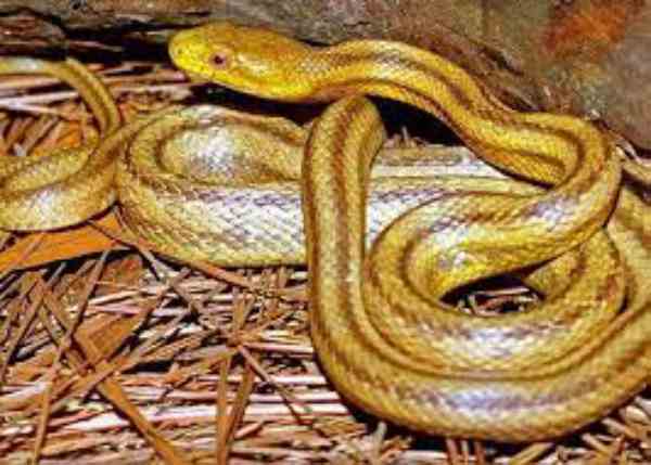 Yellow Rat Snake In Florida