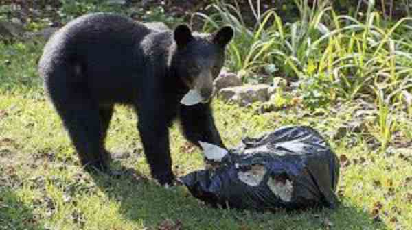 bear wit trash can